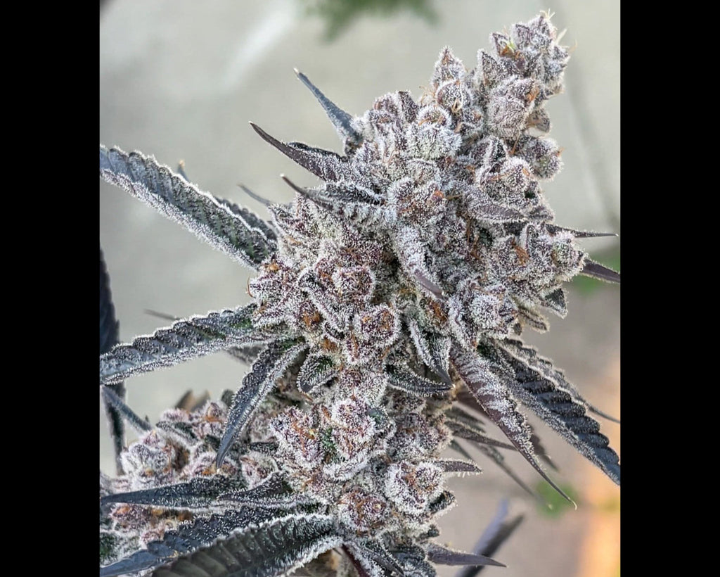 Super Buff Cherry #26 S1 - Photo Feminized