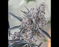 Super Buff Cherry #26 S1 - Photo Feminized