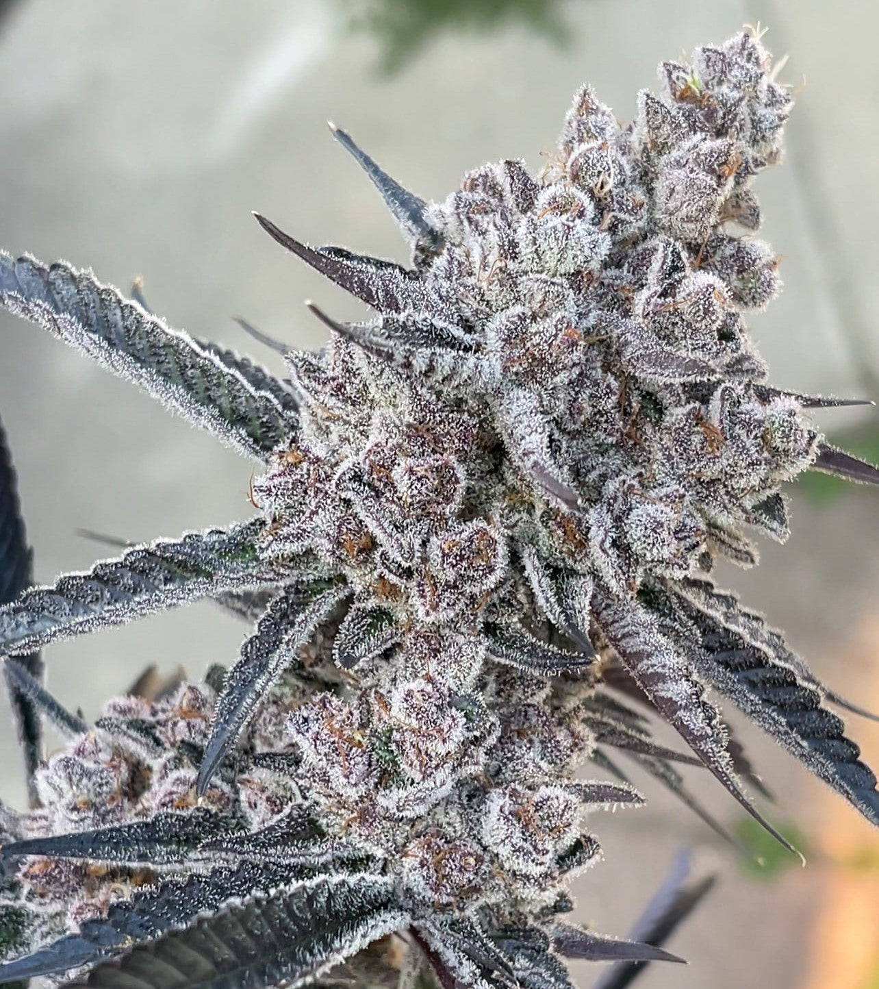 Super Buff Cherry #26 S1 - Photo Feminized