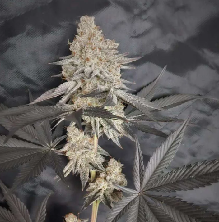 Dante's Inferno x Super Buff Cherry #26 - Photo Feminized