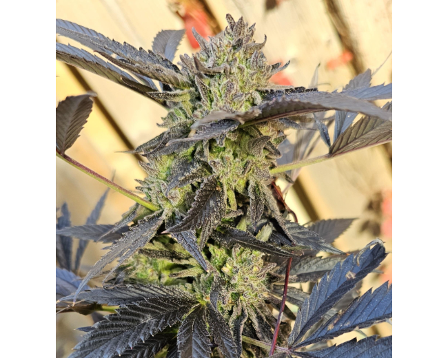 Pure Michigan (3rd Coast) x Super Buff Cherry #26 - Photo Feminized