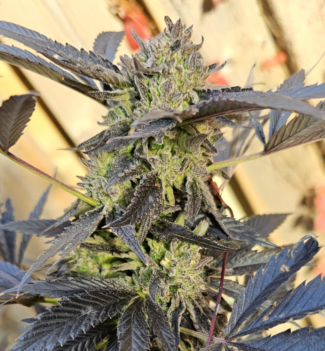 SBC Full Set - Pure Michigan image