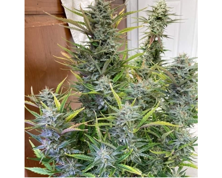 Grape Crinkleberry - Auto Feminized