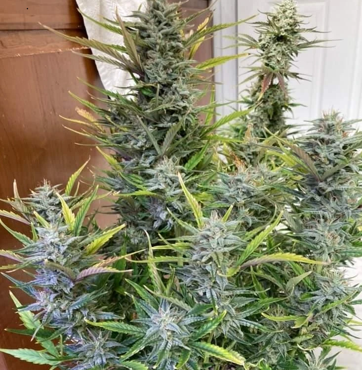 Grape Crinkleberry - Auto Feminized