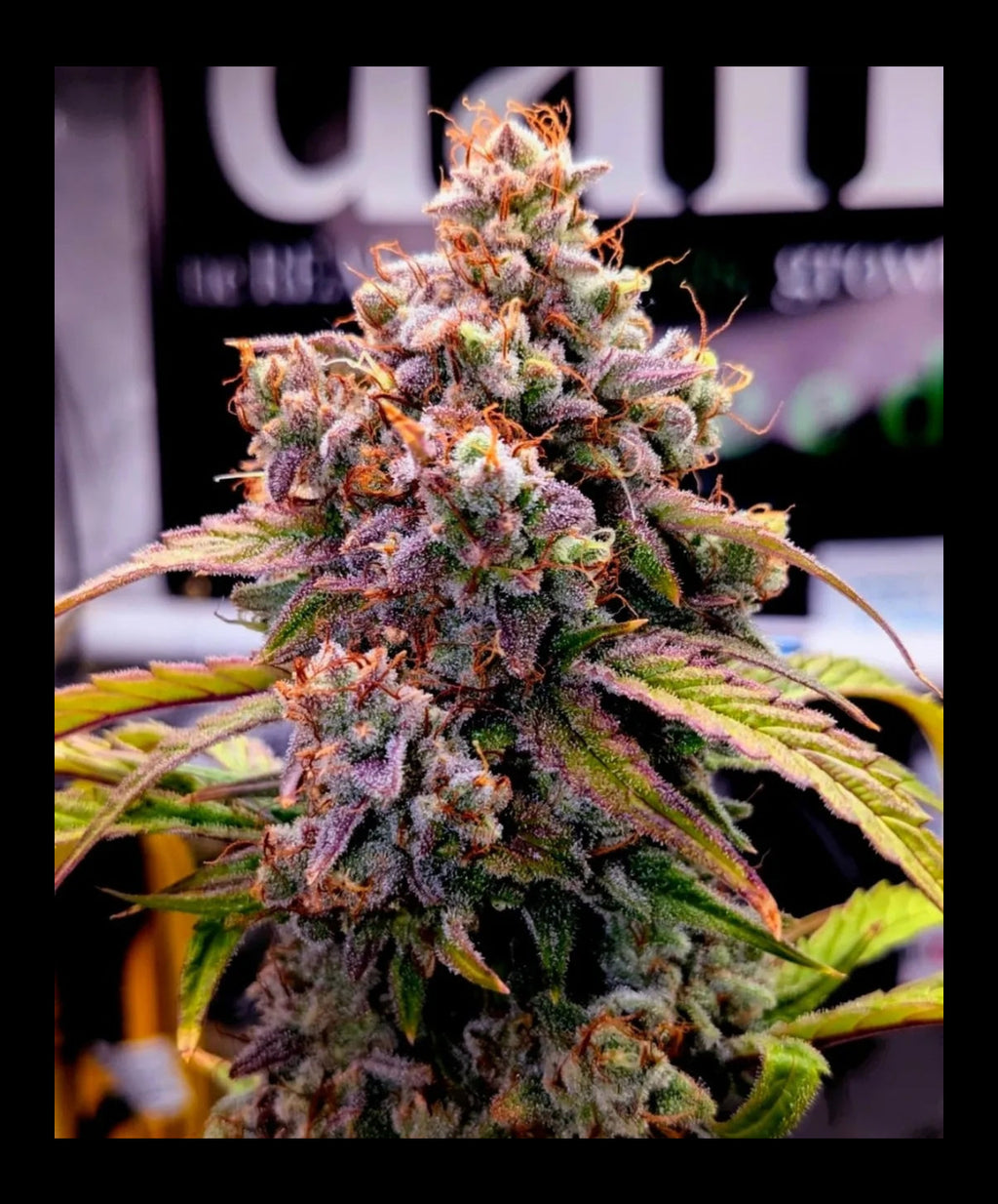 Crinkle Stomper - Auto Feminized
