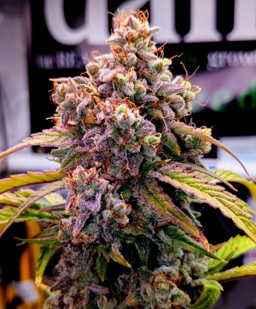 Crinkle Stomper - Auto Feminized