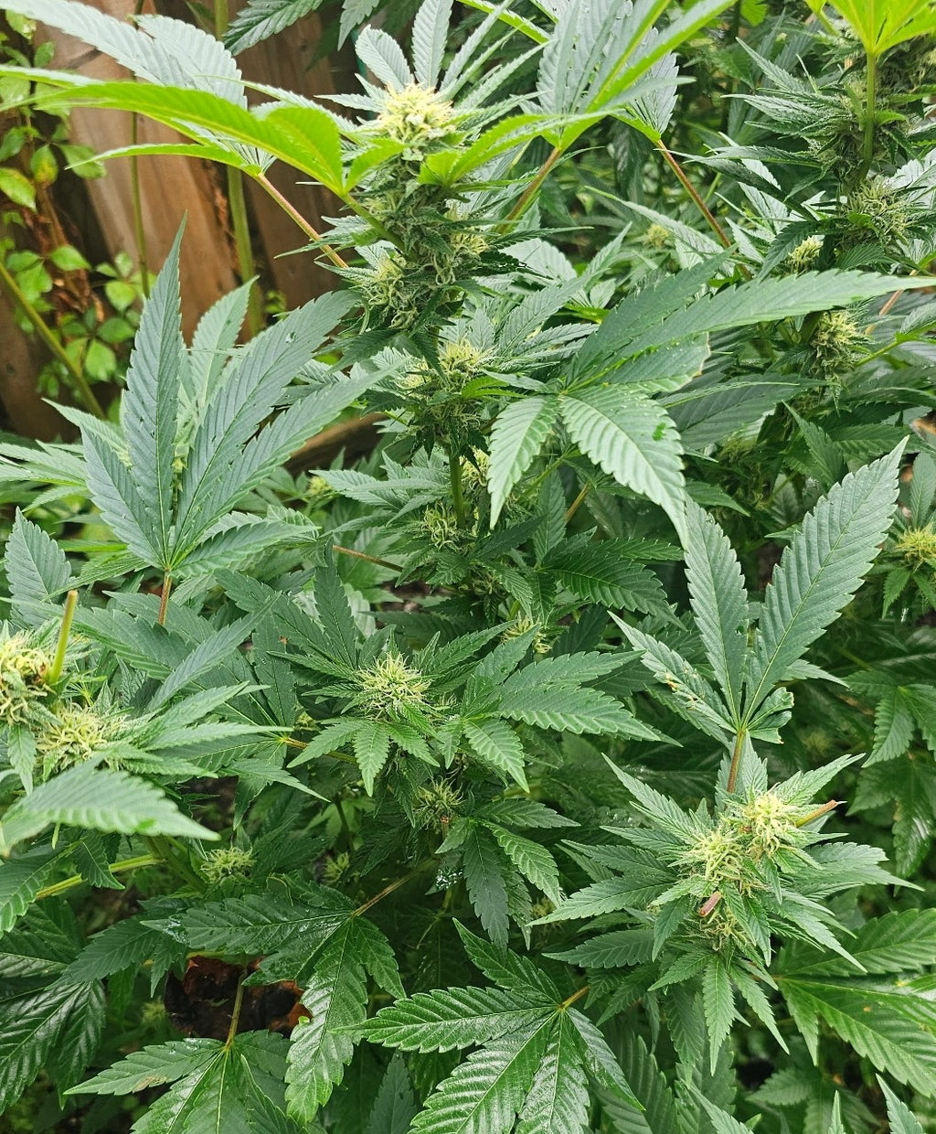 Chem 'D' x Super Buff Cherry #26 - Alternate image