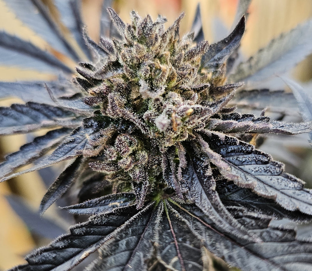 Pure Michigan (3rd Coast) x Super Buff Cherry #26 - Alternate image