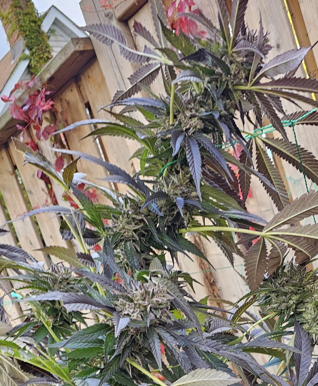 Dante's Inferno x Super Buff Cherry #26 - Alternate image