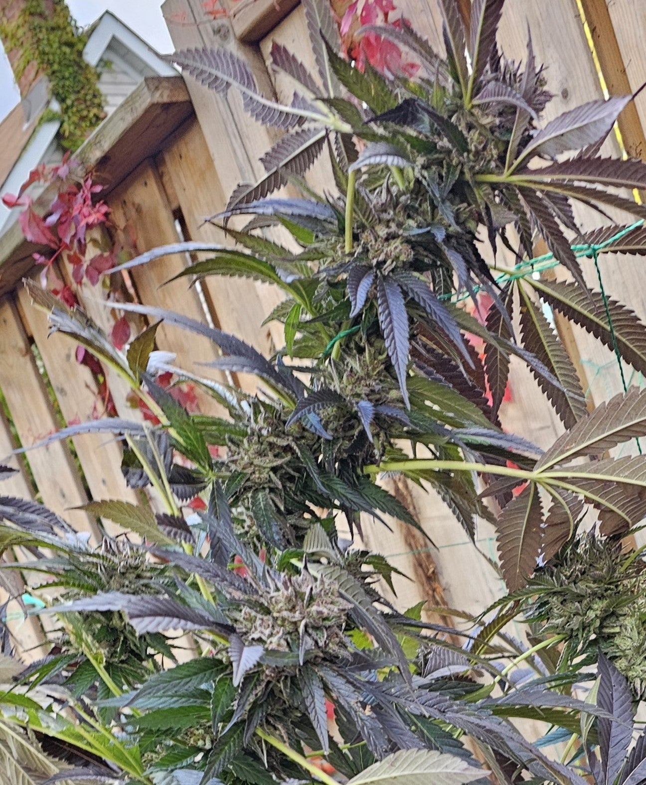 Dante's Inferno x Super Buff Cherry #26 - Alternate image