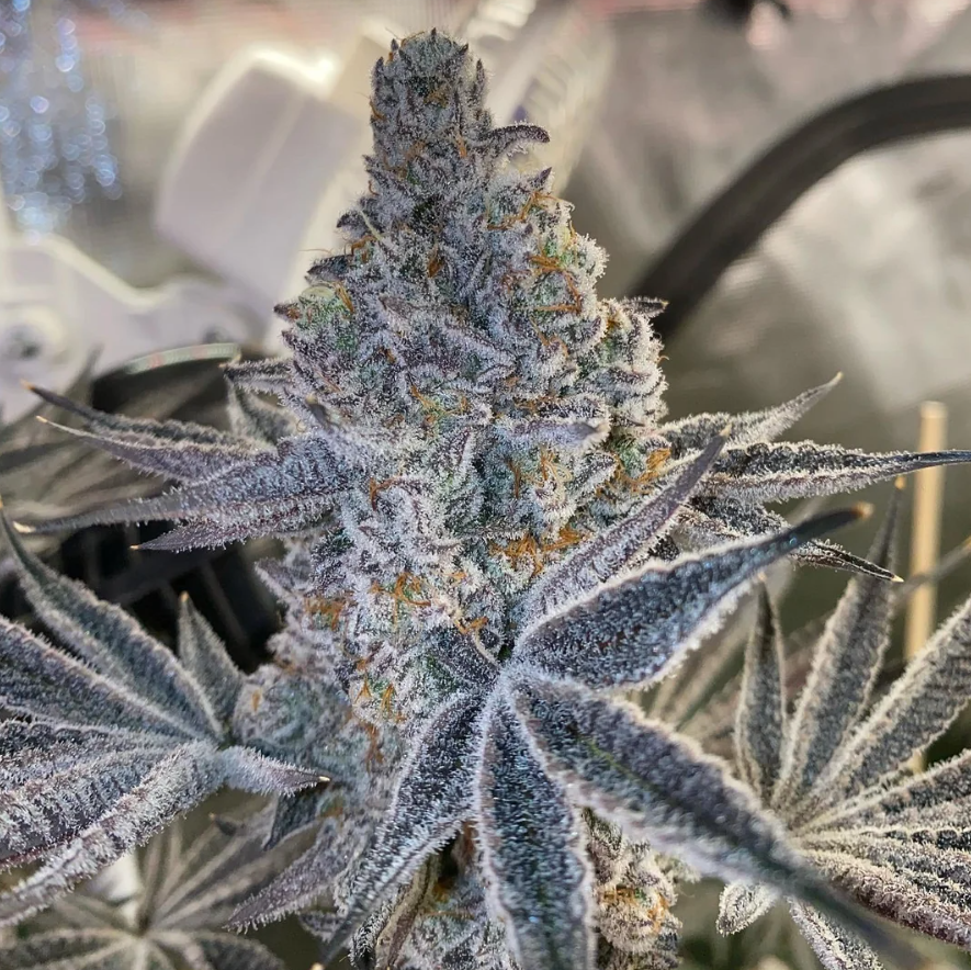 TagalongZ #9 x Super Buff Cherry #26 - Photo Feminized