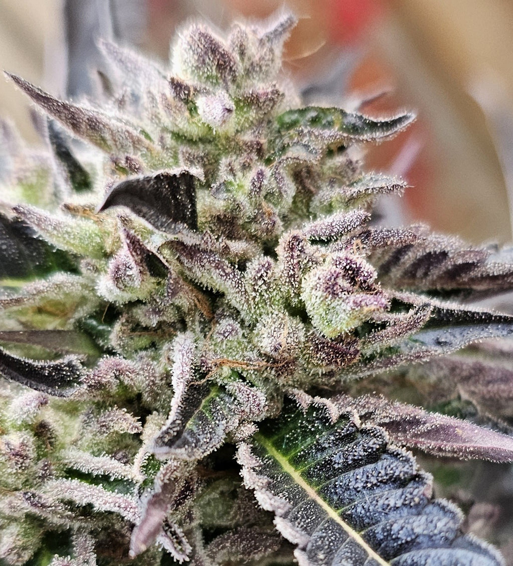 Super Buff Cherry #26 S1 - Alternate image