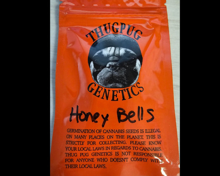 Thug Pug Genetics - Honey Bells - 10+ PHOTO REGS