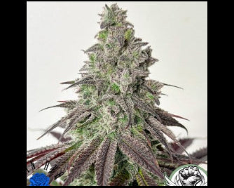 Grape Amethyst - Lovin' in her Eyes - 6 Photo FEMS