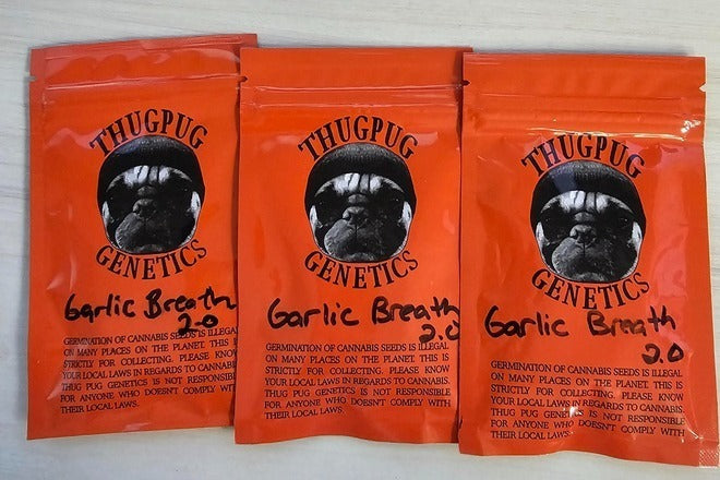 Thug Pug Genetics - Garlic Breath 2.0 - 10+ PHOTO REGS
