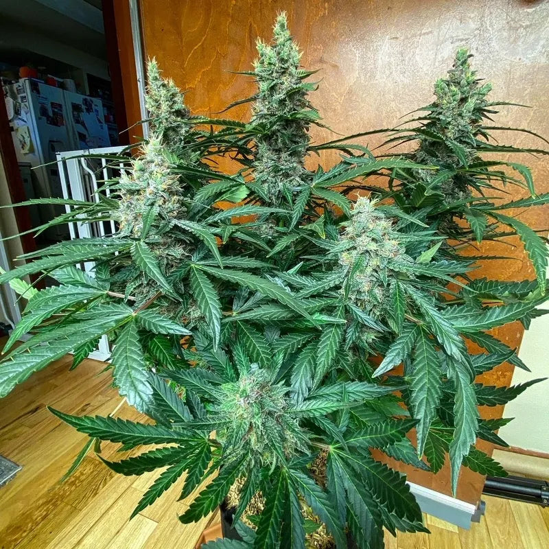 Coal Miner's Daughter F5 - Gnome Automatics - 10+ Auto Regs
